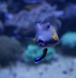 Close-up of fish swimming in aquarium