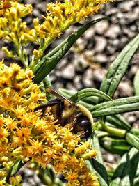 Close-up of bee on yellow flowers