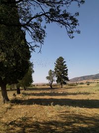 Trees on field against sky