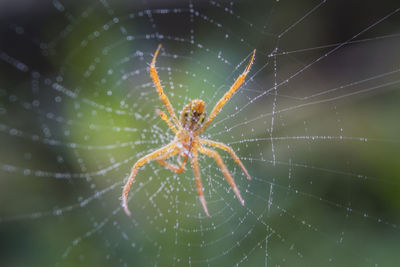 Close-up of spider on web