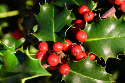 Close-up of cherries on branch