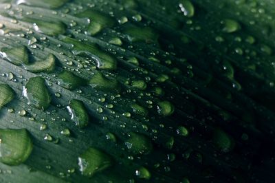Full frame shot of raindrops on leaves