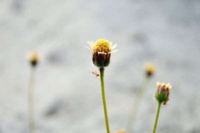Close-up of flowering plant