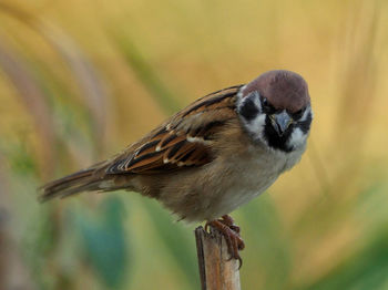 Close-up of bird perching on branch