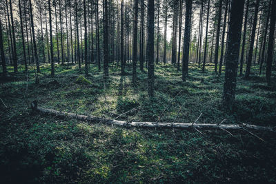 View of trees growing in forest