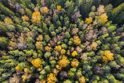 Directly above aerial drone full frame shot of green emerald pine forests and yellow foliage groves