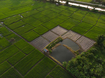 High angle view of agricultural field