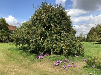 Purple flowering plants on field against sky