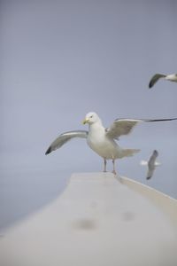 Birds in flight