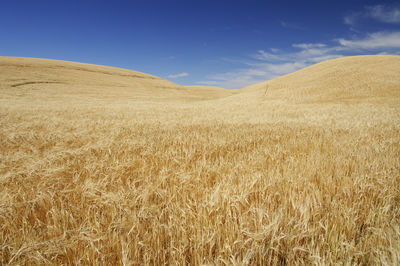 Usa,washington state, vast wheat field in summer