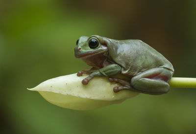 Close-up of frog on plant