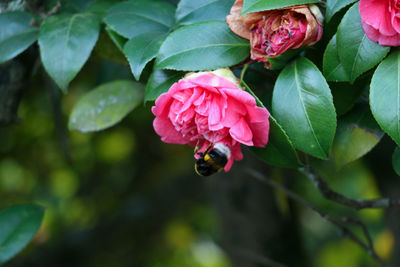 Close-up of bee on pink rose blooming outdoors