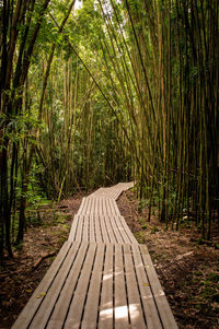 Boardwalk amidst trees in forest in hawaii