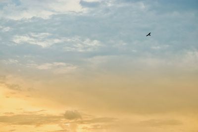 Low angle view of bird flying in sky