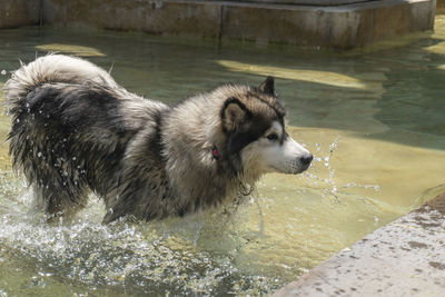 High angle view of dog in swimming pool