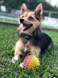 Dog sticking out tongue on field