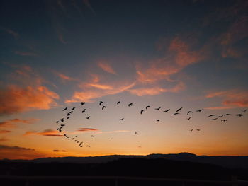 Flock of birds flying in sky