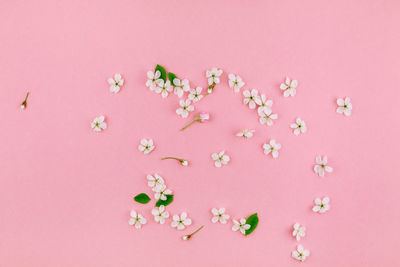 Directly above shot of pink flowering plant against red background