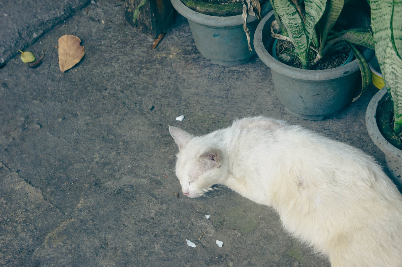 animal, animal themes, mammal, one animal, domestic animals, pet, cat, high angle view, no people, day, white, nature, domestic cat, rabbit, plant, feline, outdoors