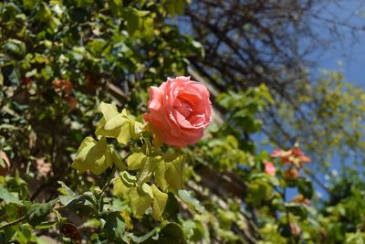 Close-up of rose