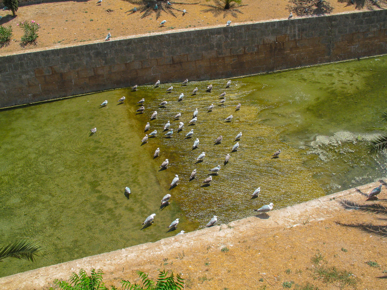 HIGH ANGLE VIEW OF BIRDS ON LAND BY WALL