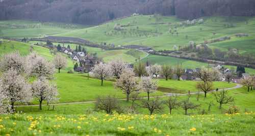 Scenic view of green landscape