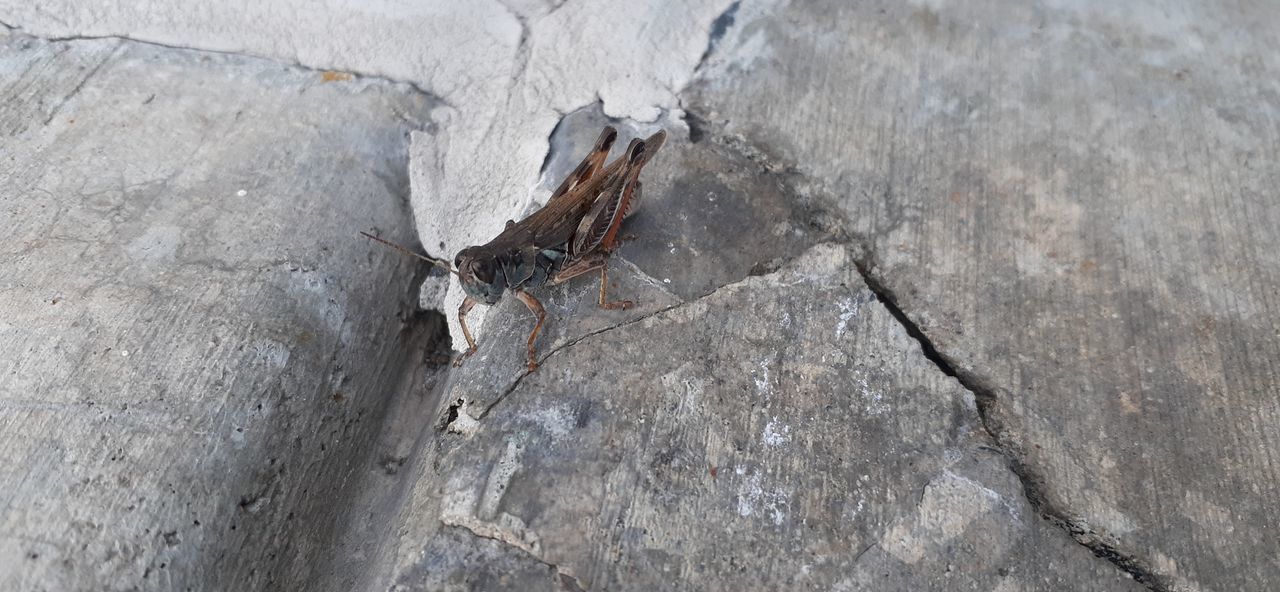 HIGH ANGLE VIEW OF INSECT ON WOOD