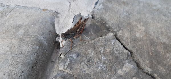 High angle view of insect on rock