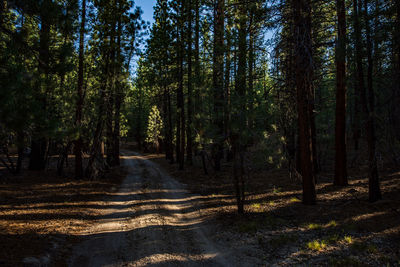 Morning sunlight slants thru dark pine forest