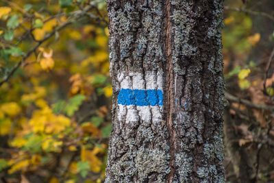Close-up of text on tree trunk