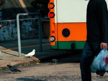 View of birds on the road