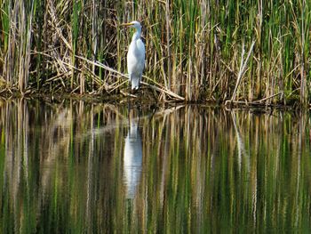 High angle view of gray heron perching on lake