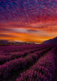 Scenic view of lavender field against sky during sunset