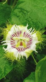 Close-up of flower blooming outdoors