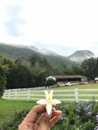 Close-up of hand holding flower on field