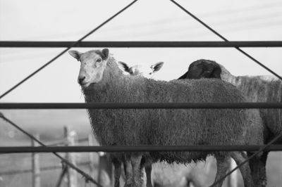 Sheep standing behind fence against sky at farm