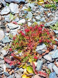 High angle view of plant growing on rocks