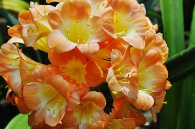 Close-up of yellow flowers growing outdoors