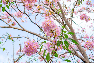 Close-up of pink cherry blossoms in spring