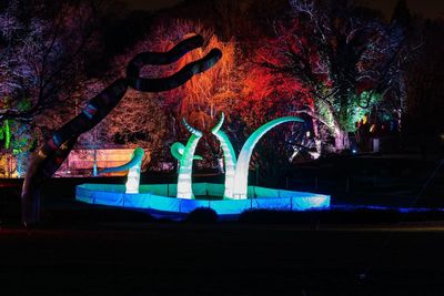 Illuminated trees in park at night