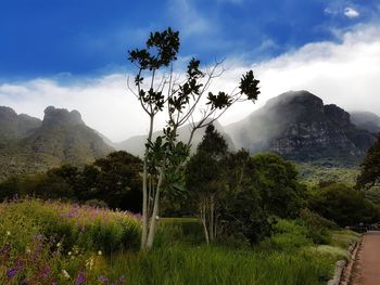 Scenic view of grassy landscape against sky