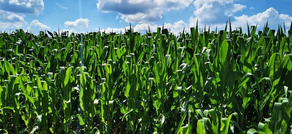 Crops growing on field against sky