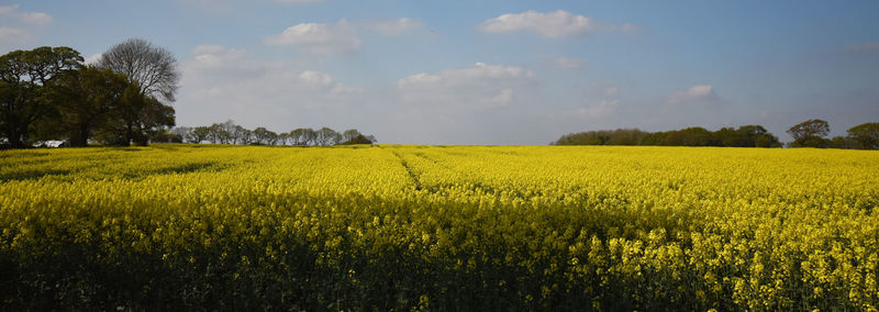 Scenic view of oilseed rape field against sky