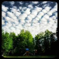 Trees against cloudy sky