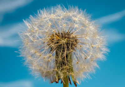 Close-up of dandelion against blue sky