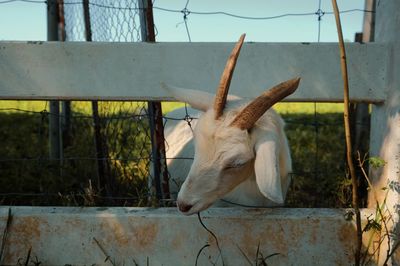 Close-up of lizard on metal fence