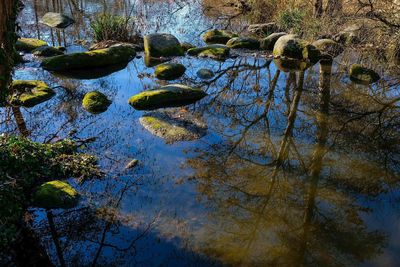 Reflection of trees in water