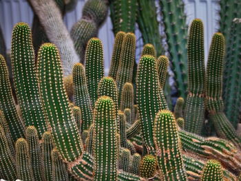 Full frame shot of succulent cactuses plants
