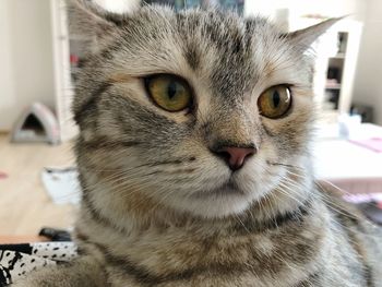 Close-up portrait of a cat