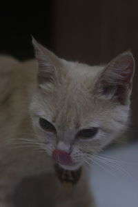 Close-up portrait of a cat
